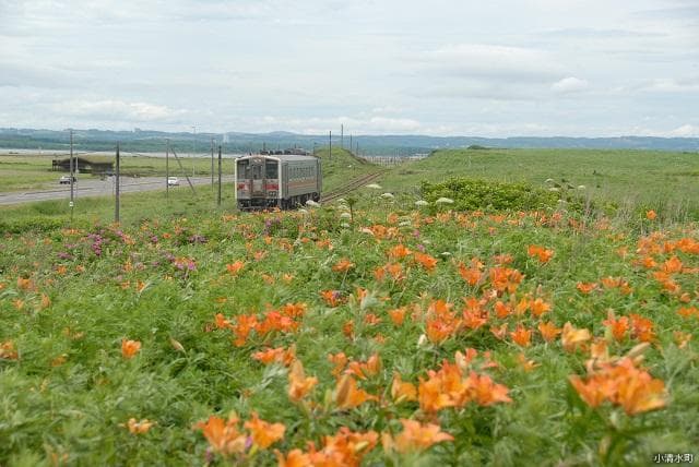 小清水原生花園