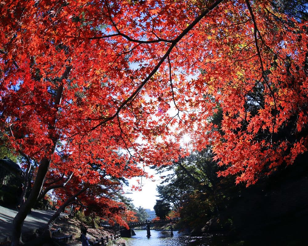 Autumn leaves in Higashi Park, Okazaki City