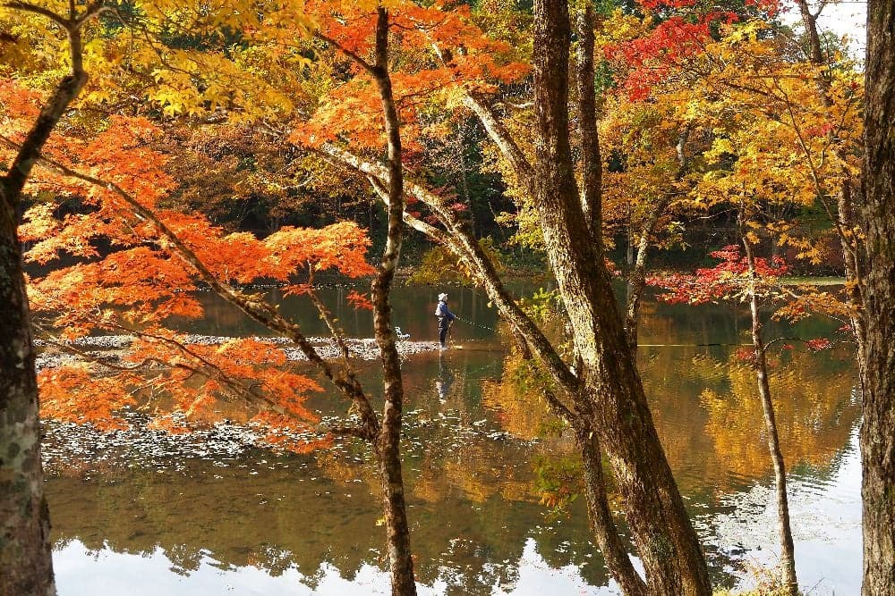 Autumn leaves in the forest of Kirara no Mori