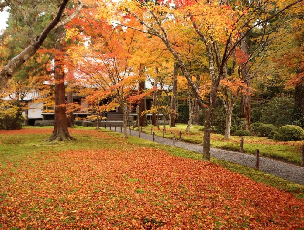 三千院の紅葉