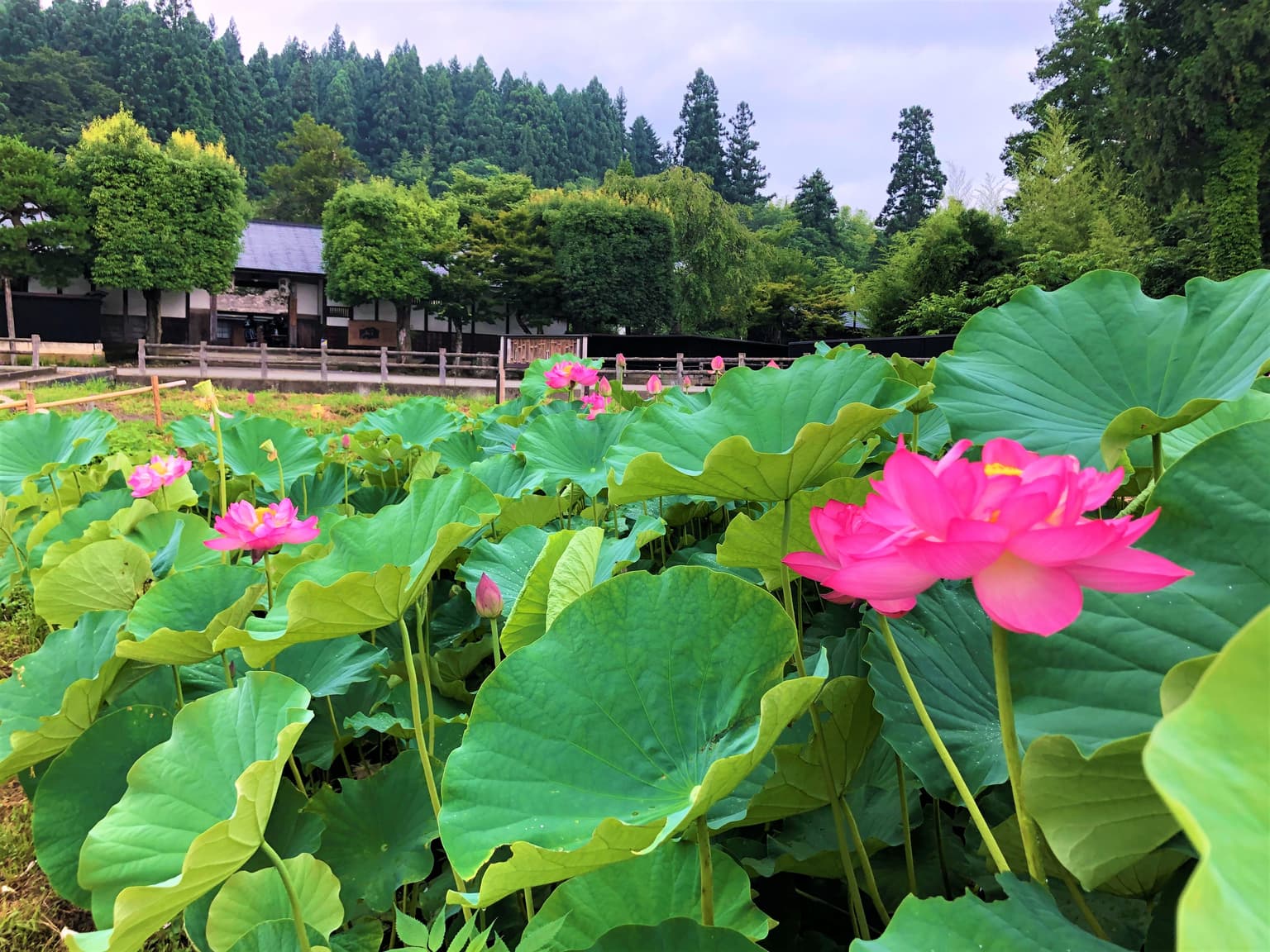 Former Kashiwakura Family Residence (Kuzaemon)
