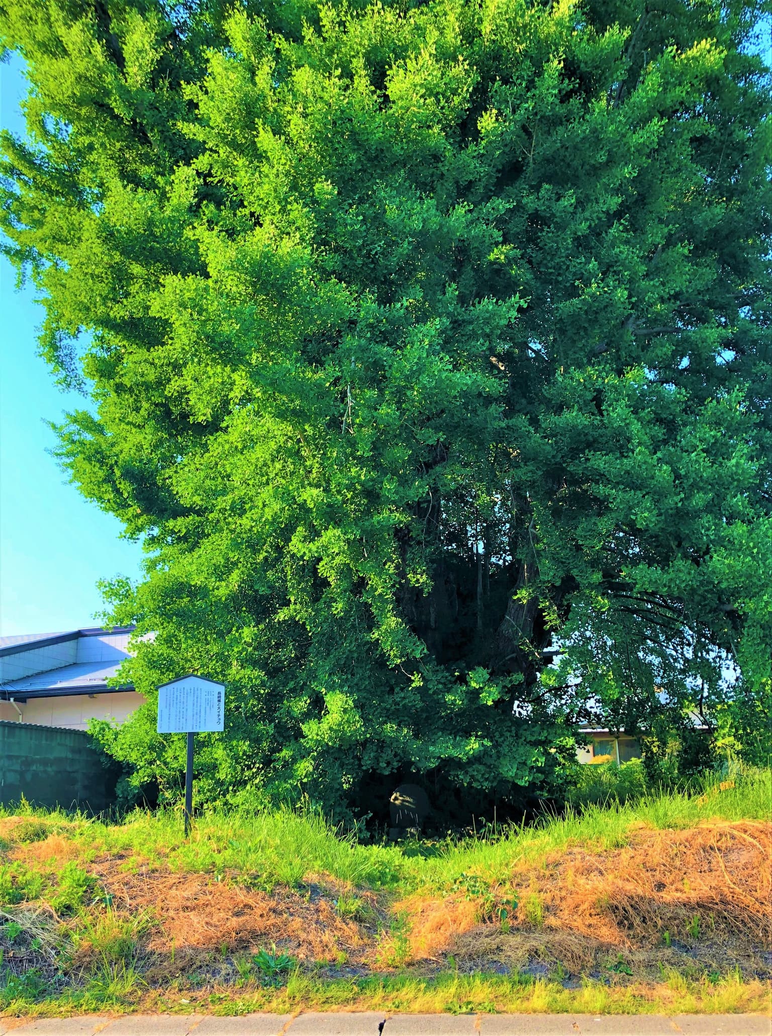 Large ginkgo with a shield