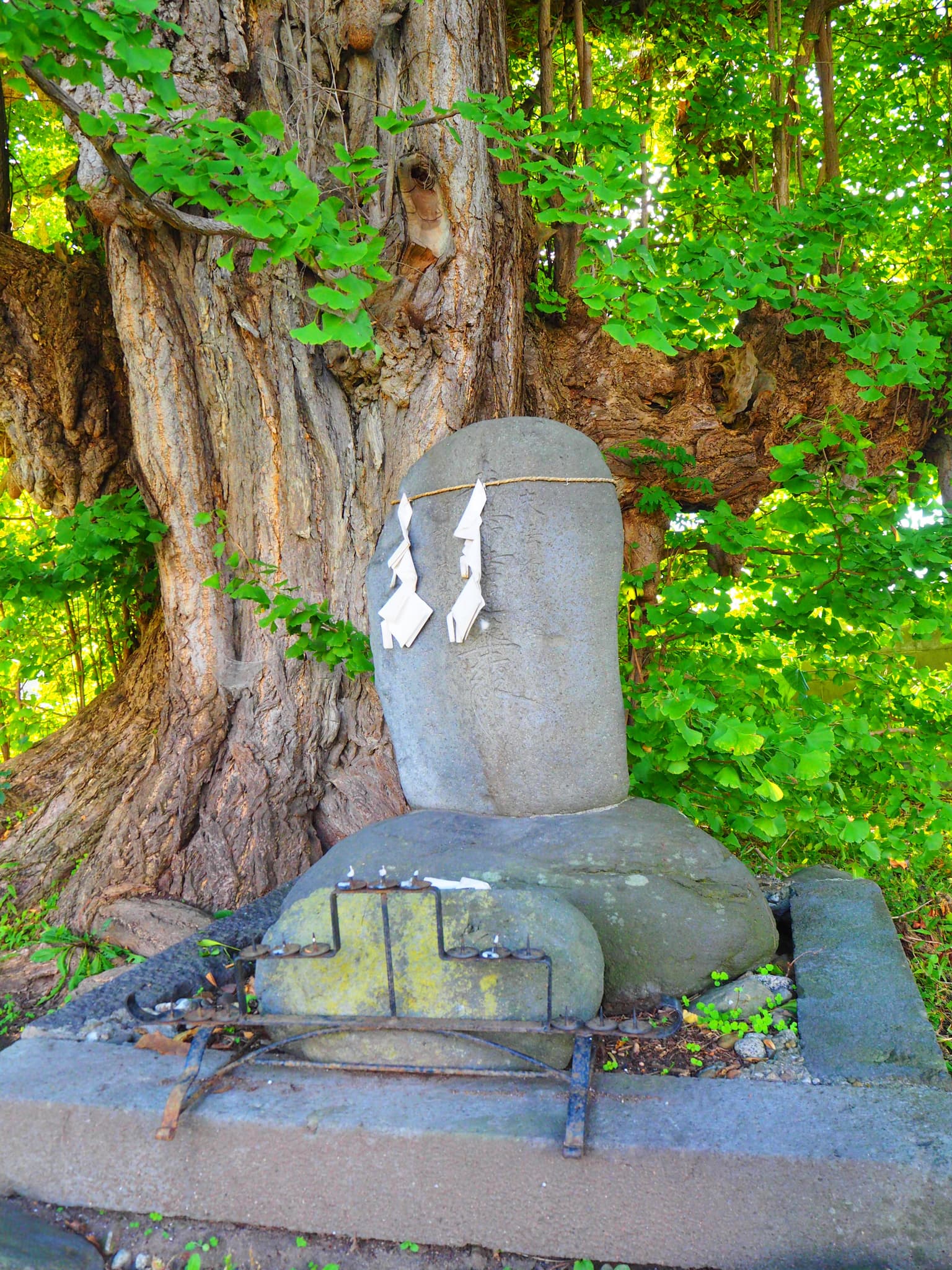 Large ginkgo with a shield