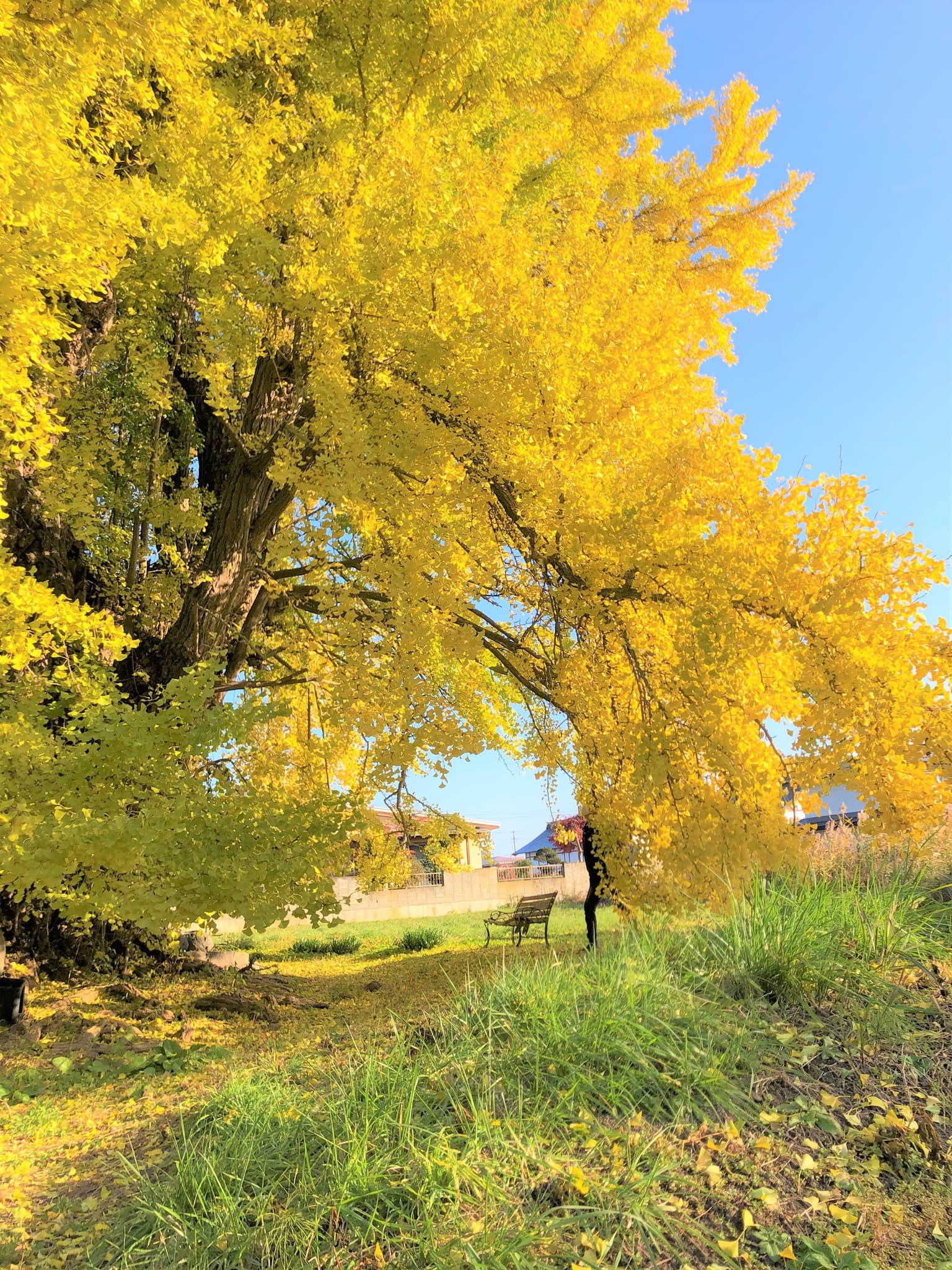 Large ginkgo with a shield