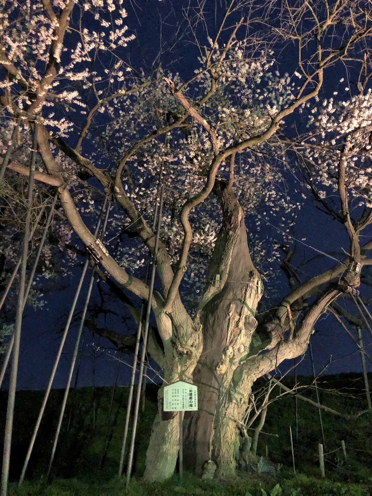 Cherry blossoms of Odama