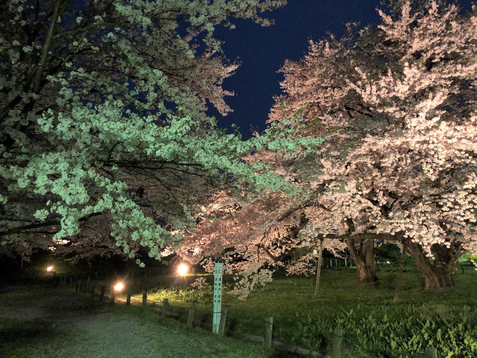Cherry blossoms of Odama
