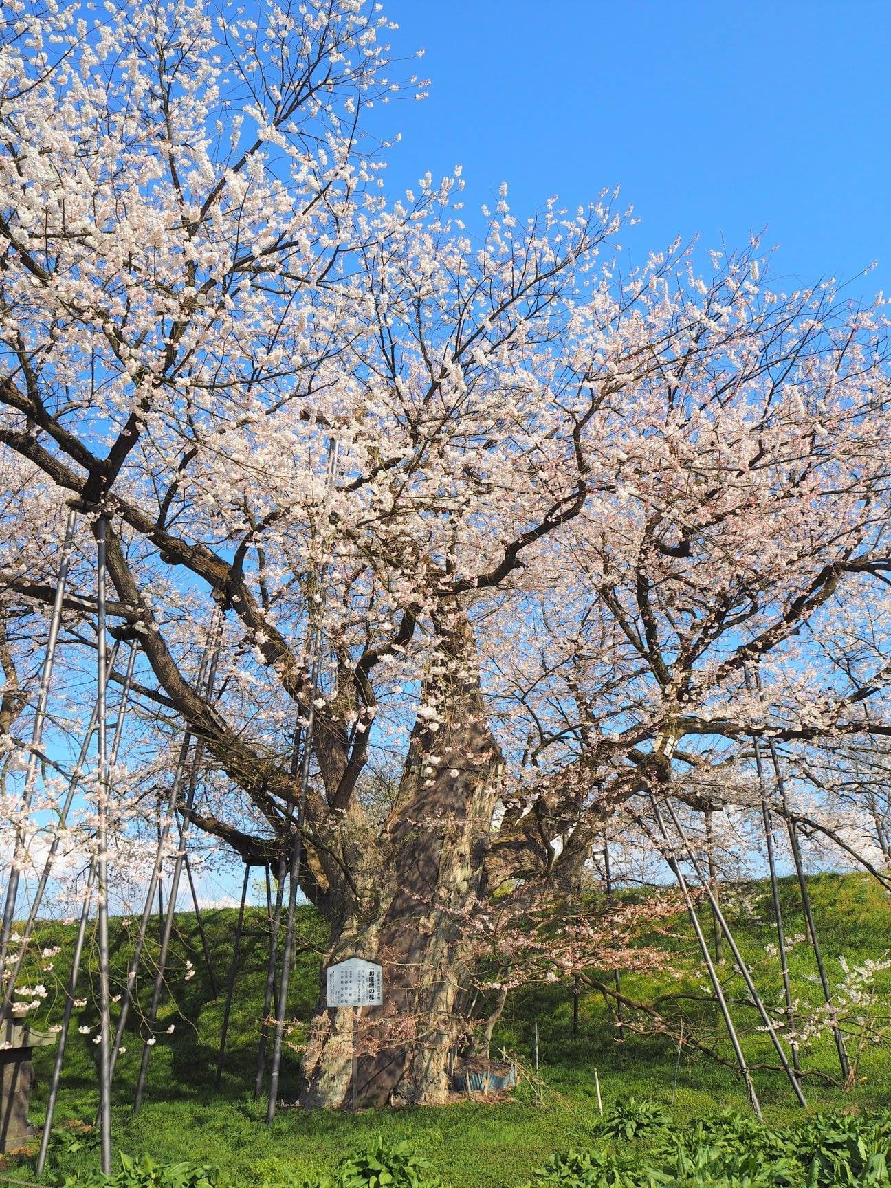 Cherry blossoms of Odama