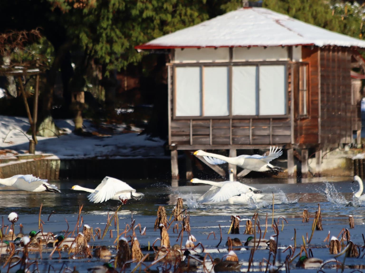Photo: Around 8:30 am in mid-December, fly to the surrounding rice fields in search of food early in the morning and return around 4:00 pm.