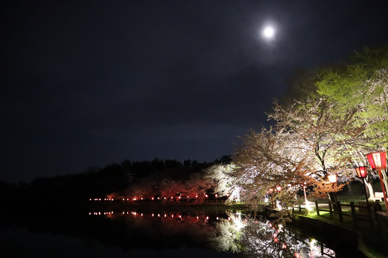 Photo: Mid-April Full Moon and Lighted Night Cherry Blossoms