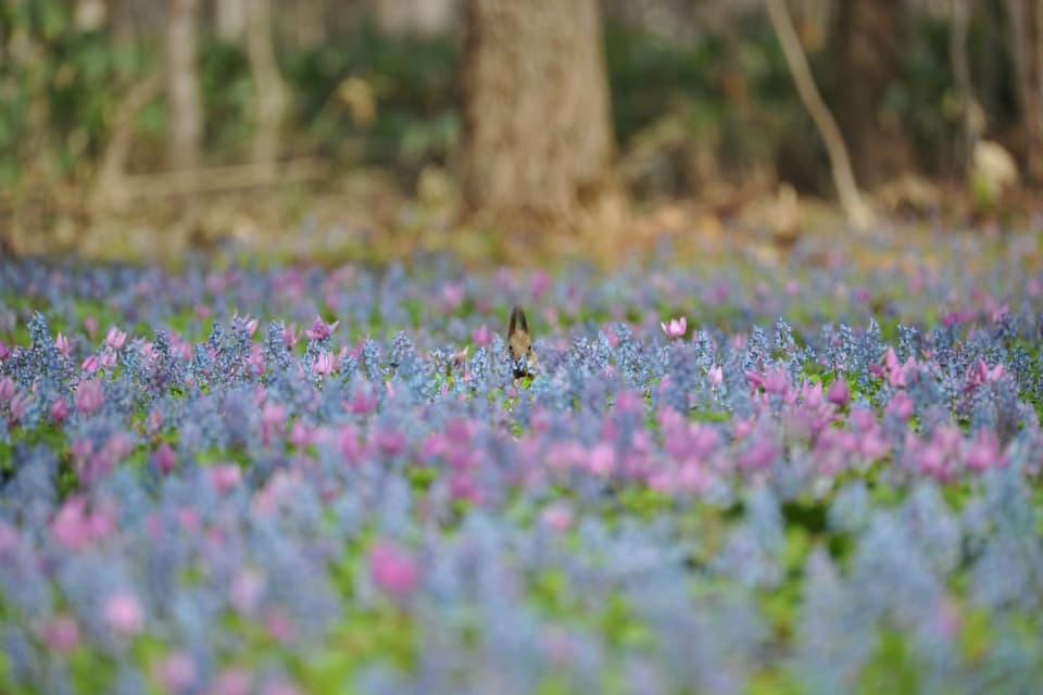 Katakuri Ezoengosaku
