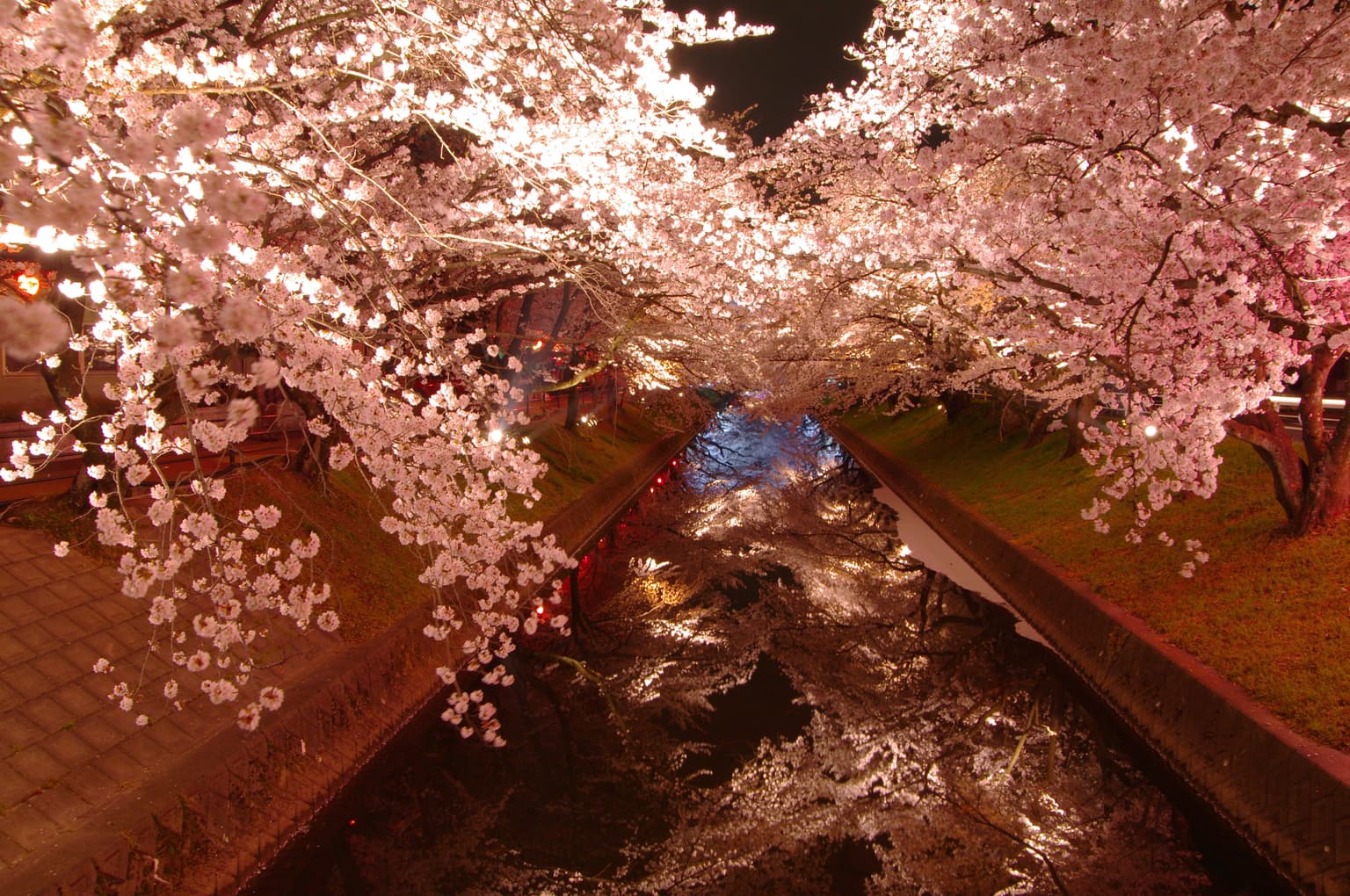 Cherry Blossom Light Up