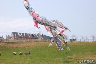 Kuzumaki Kogen Ranch Koinobori Festival