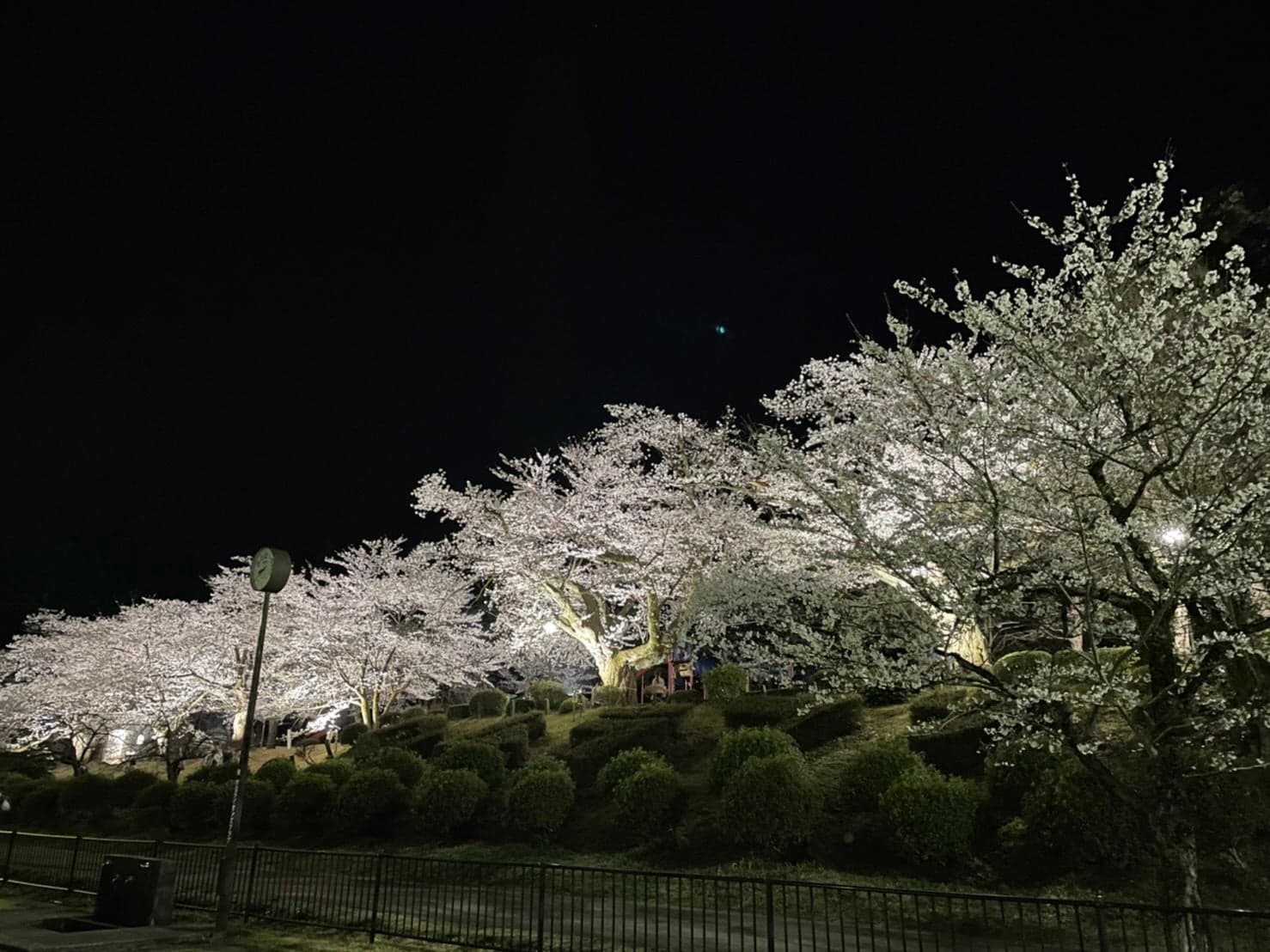 夜桜ライトアップ
