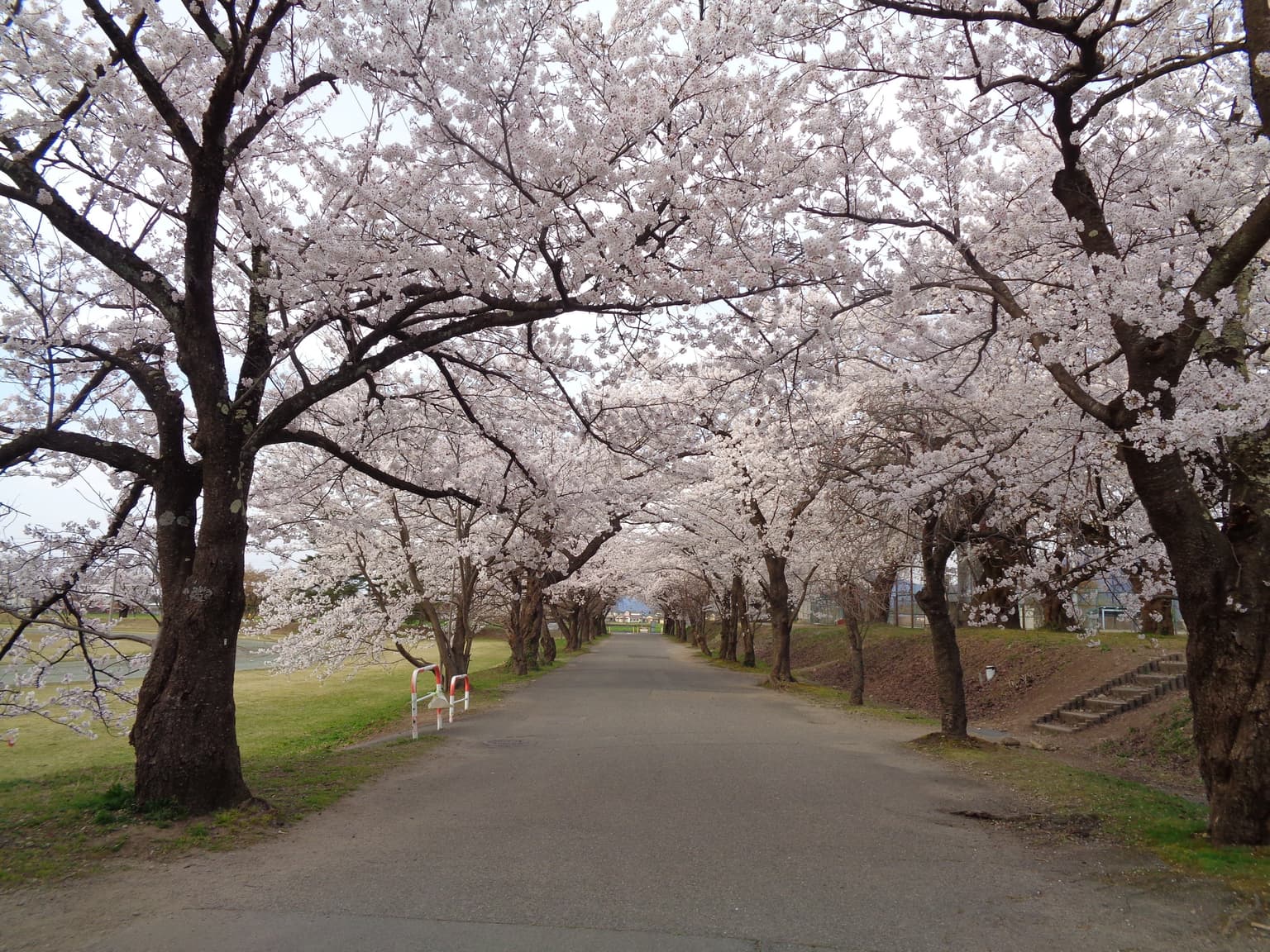 桜のトンネル
