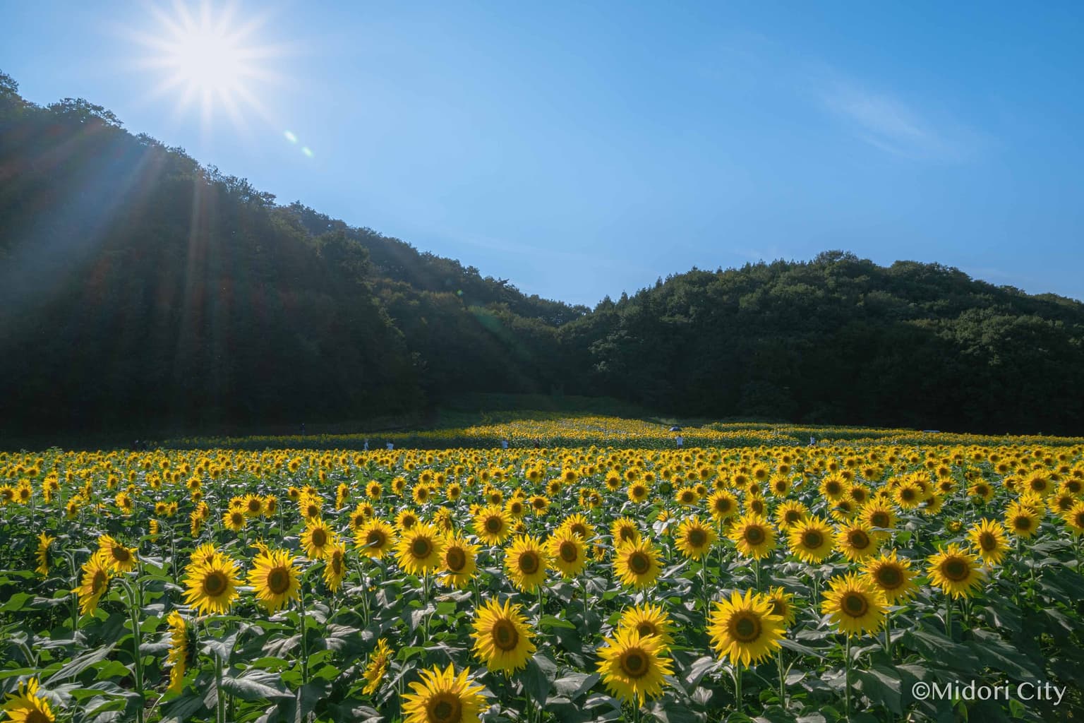 Sunflower flower garden