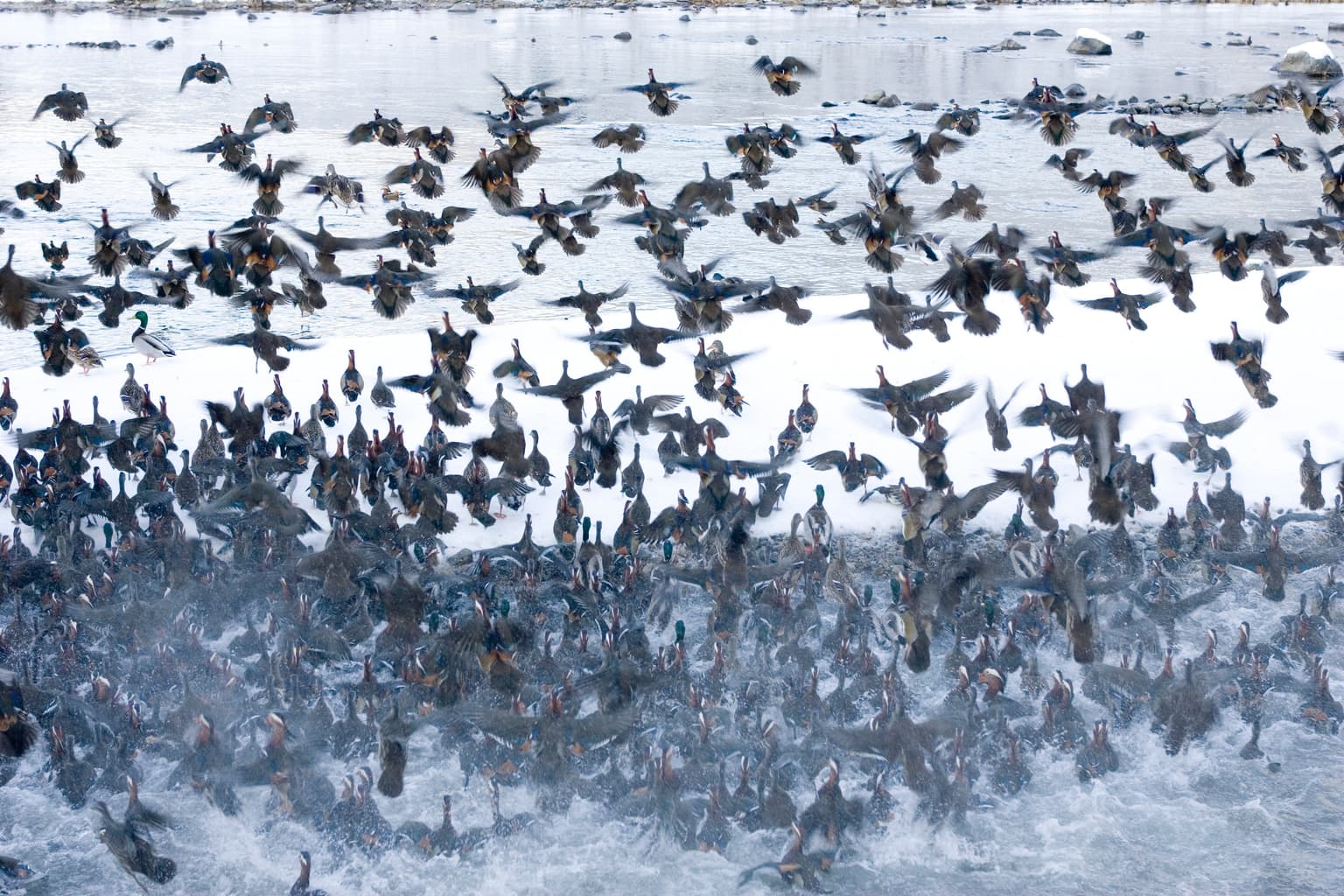 Flying a mandarin duck