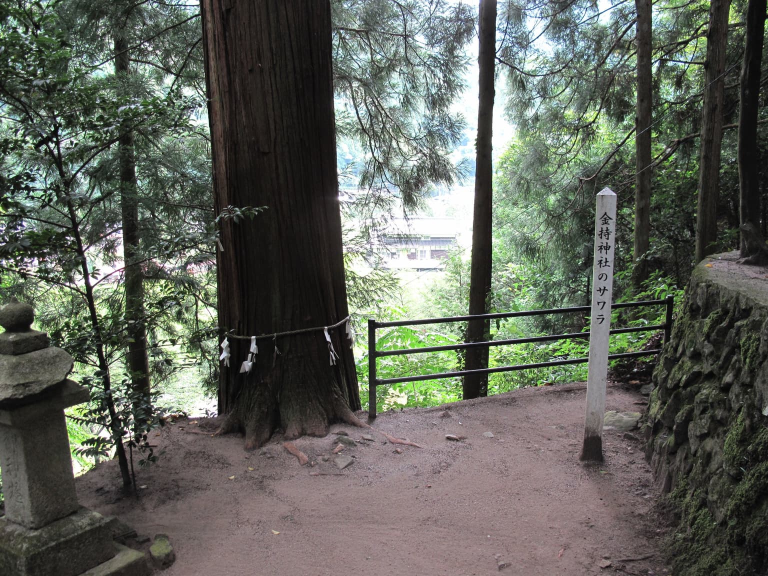 Kinmochi Shrine's sacred tree Sawara