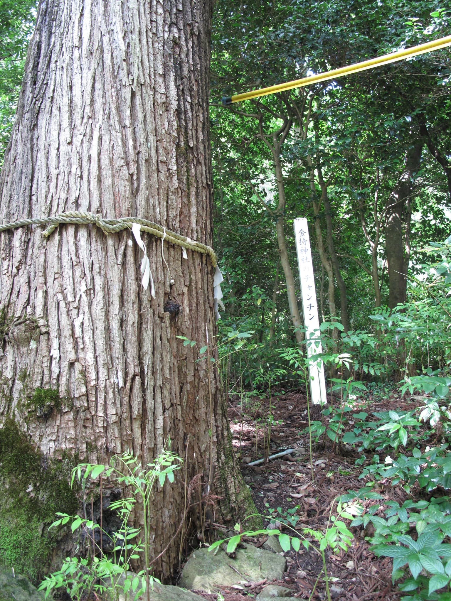 Kinmochi Shrine Okamiki Chachin