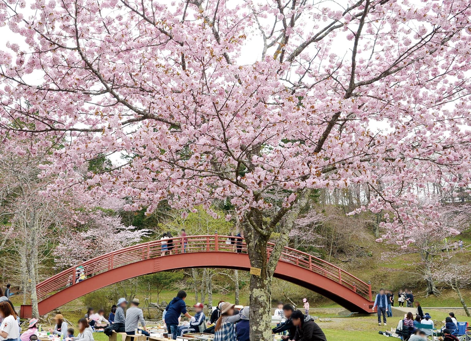 あっけし桜・牡蠣まつり