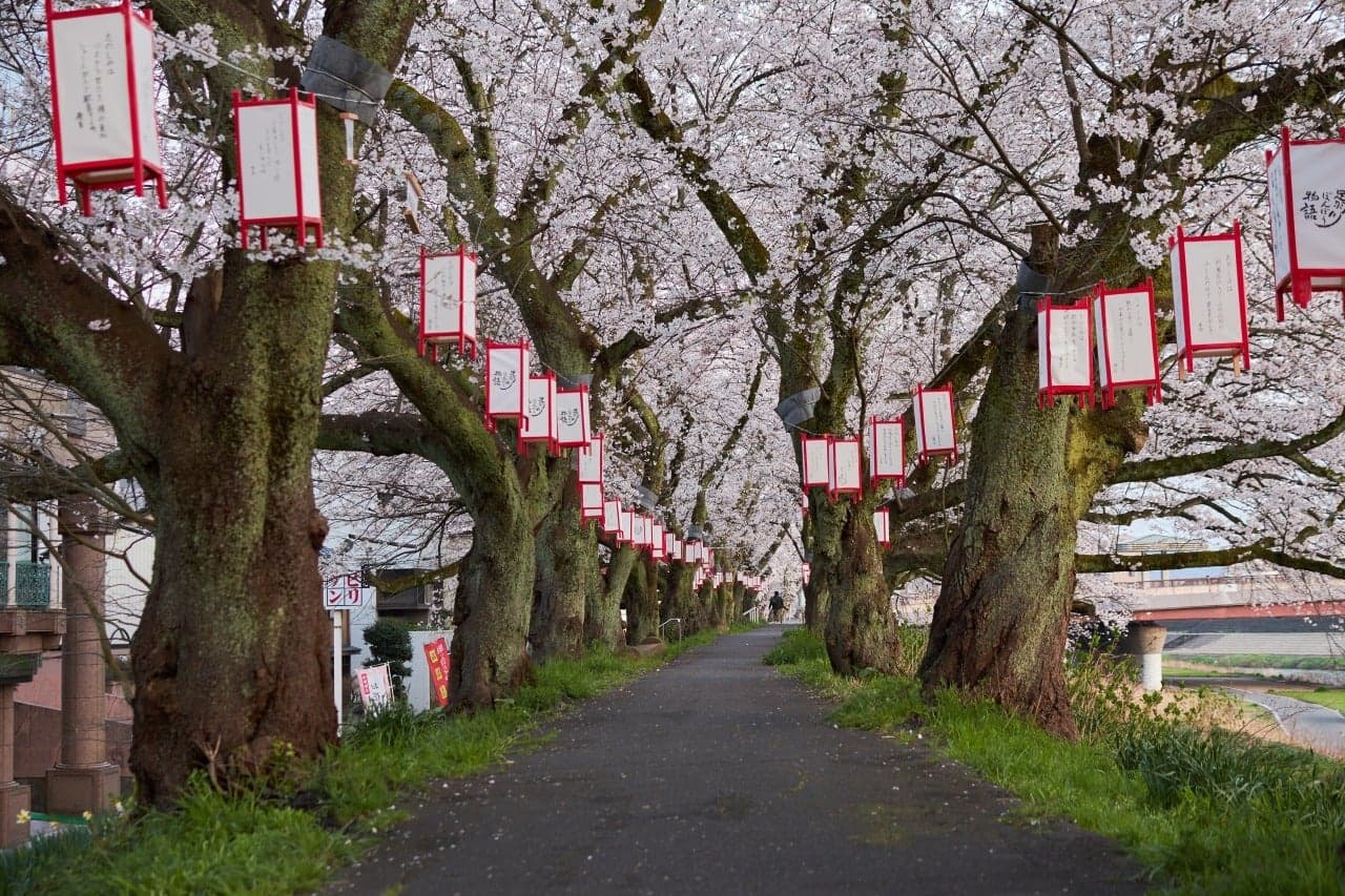 足羽川桜並木
