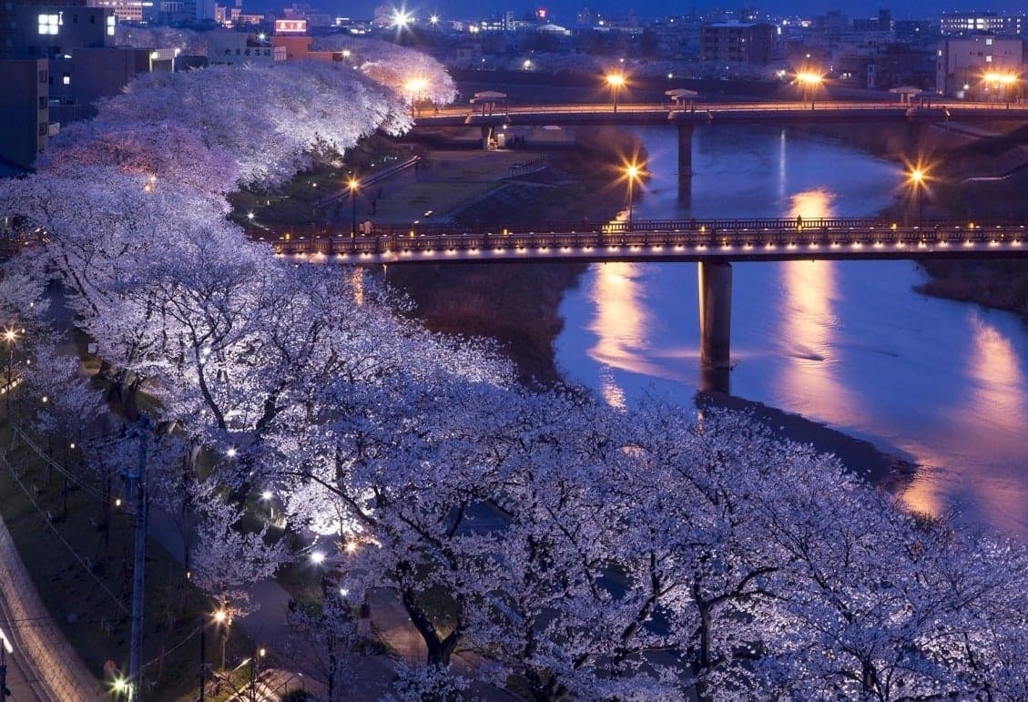 足羽川桜並木ライトアップ