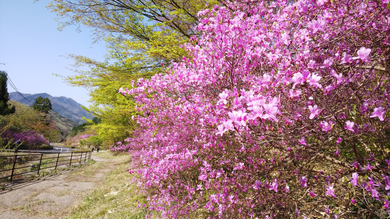 滝山公園ツツジ
