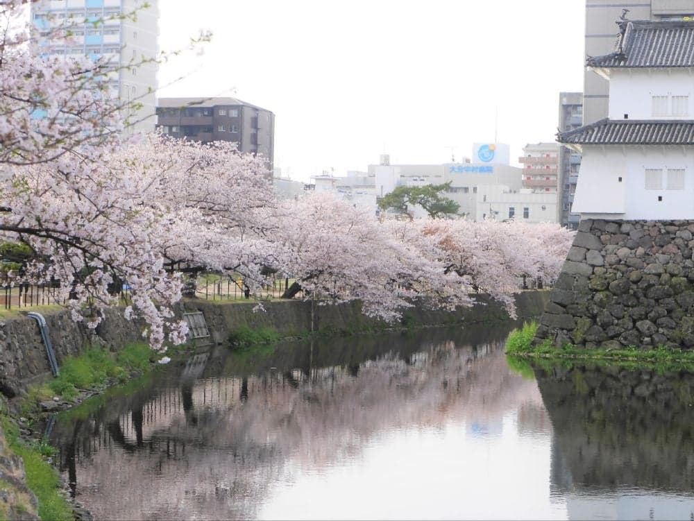 Cherry blossoms at Oita Castle Ruins Park