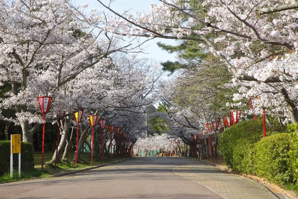 Cherry blossoms at Hiokayama Park