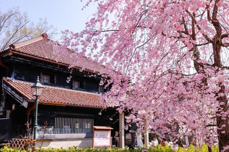 博物館 明治村の桜