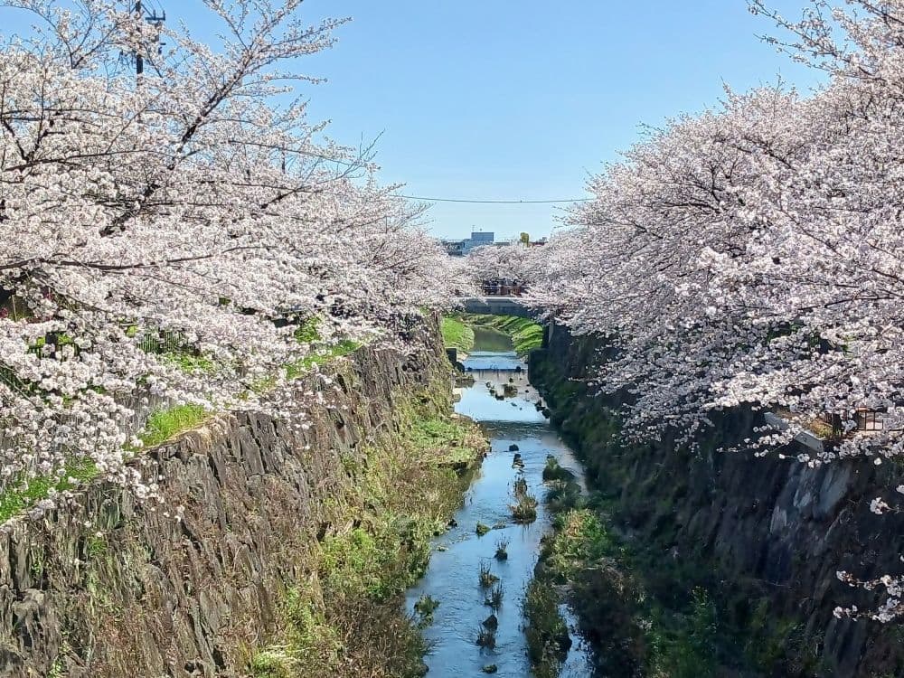 Cherry blossoms on the Yamazaki River