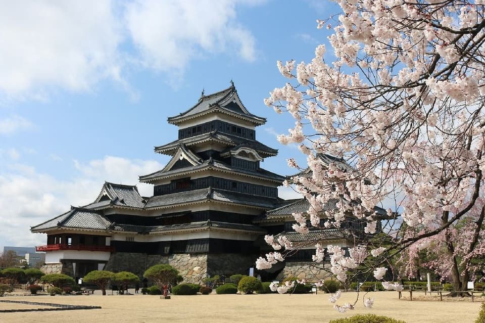 Cherry blossoms at Matsumoto Castle, a national treasure