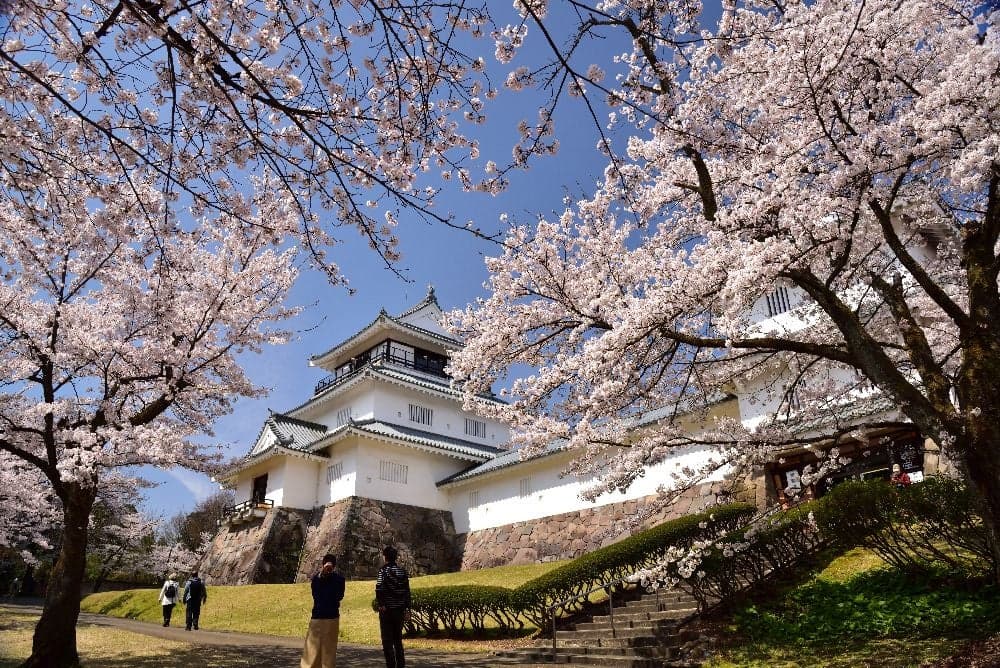 悠久山公園の桜