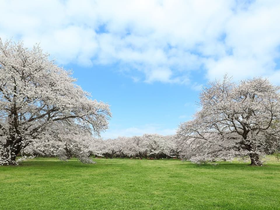 国営昭和記念公園の桜