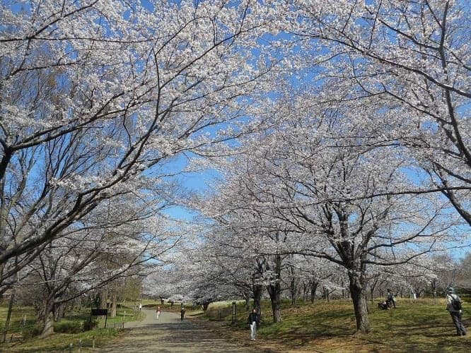 青葉の森公園の桜