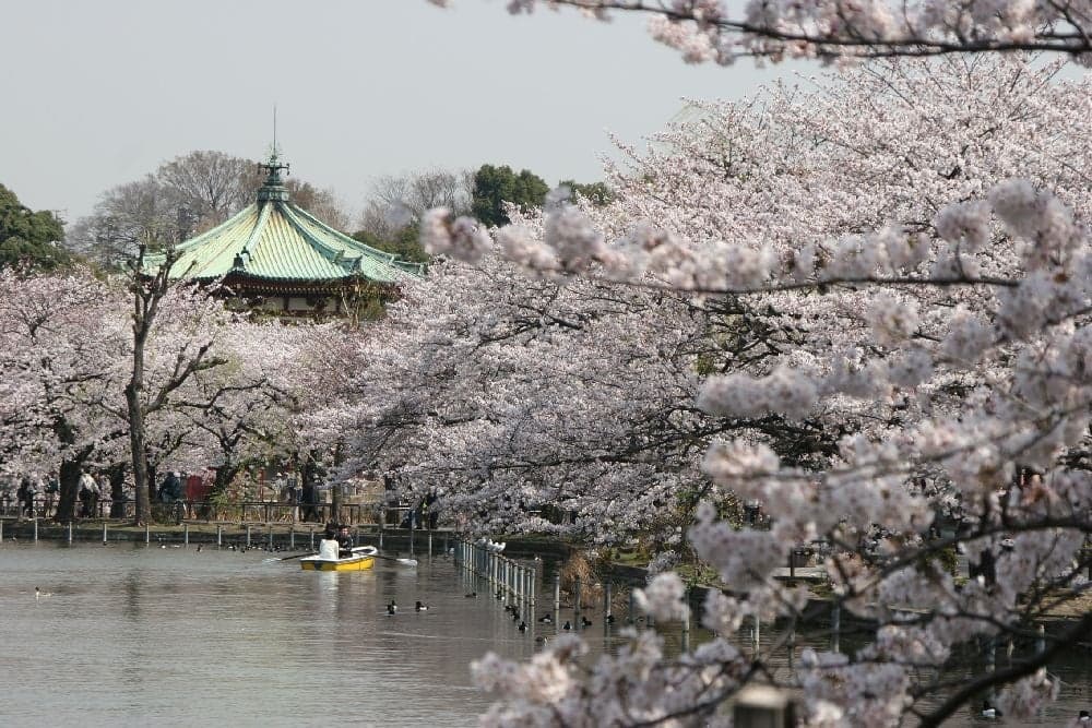 Cherry blossoms at Ueno Onshi Koen