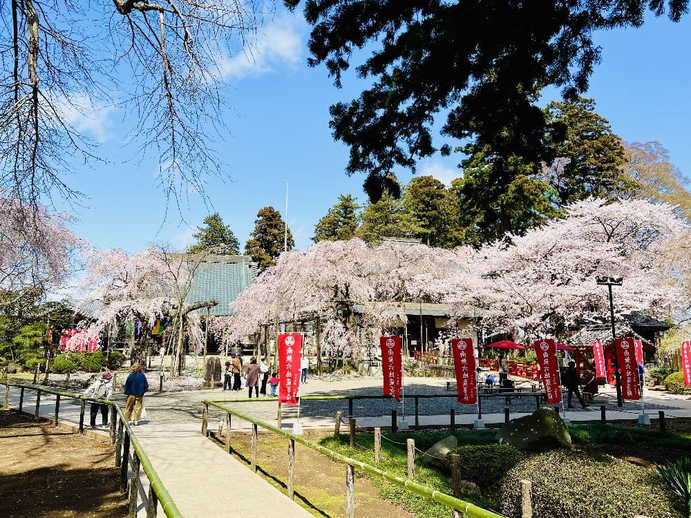 Cherry blossoms at Mito Daishi Rokujizoji Temple