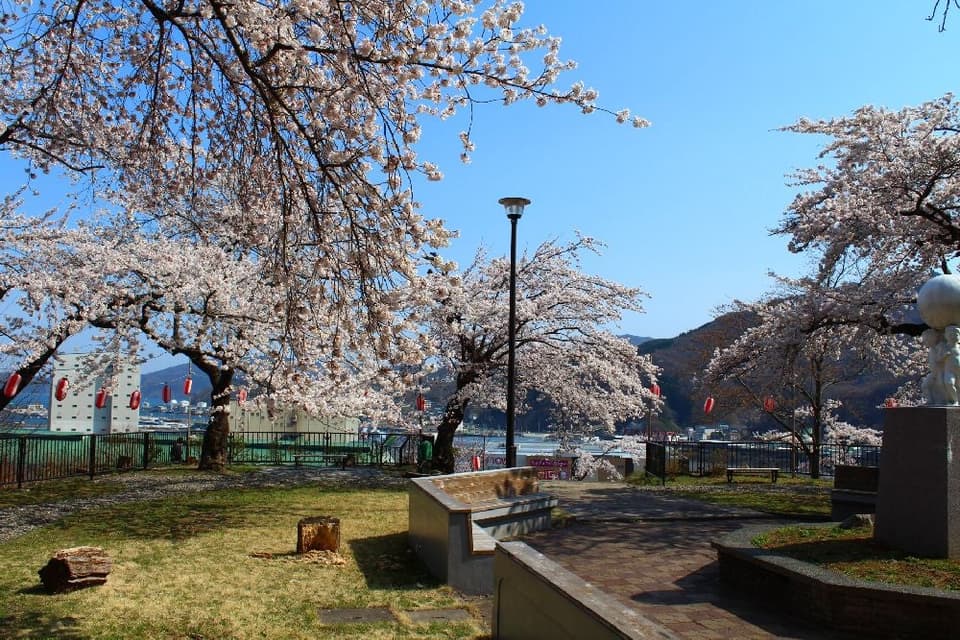Cherry blossoms in Yakushi Park