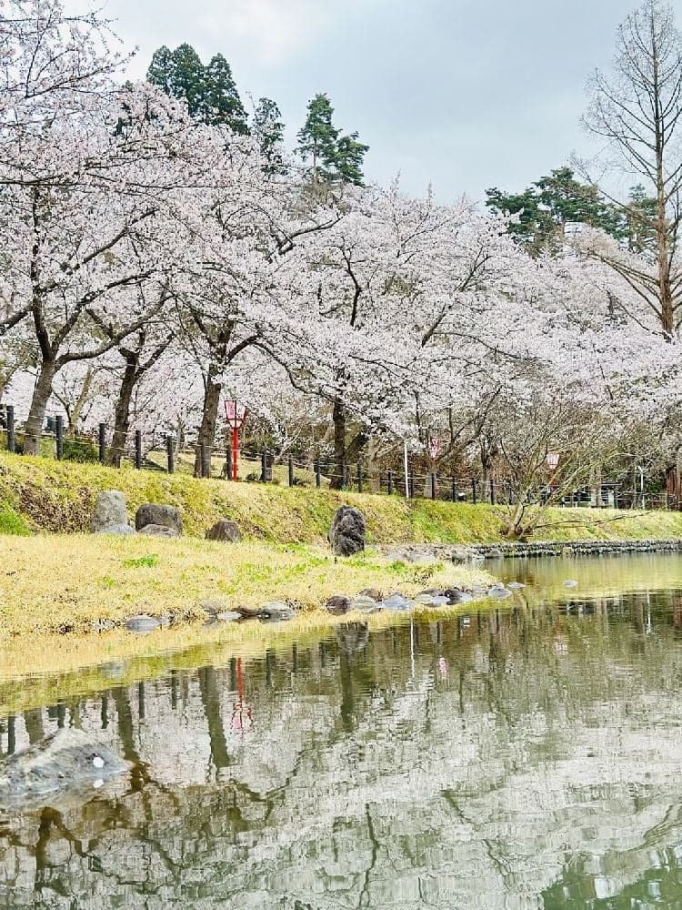 Cherry blossoms at Maemori Park