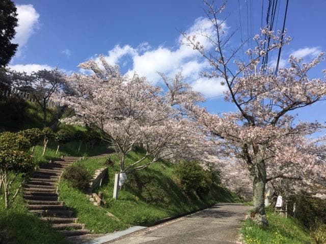 Koyaguchi Park Cherry Blossom Festival in Hashimoto City