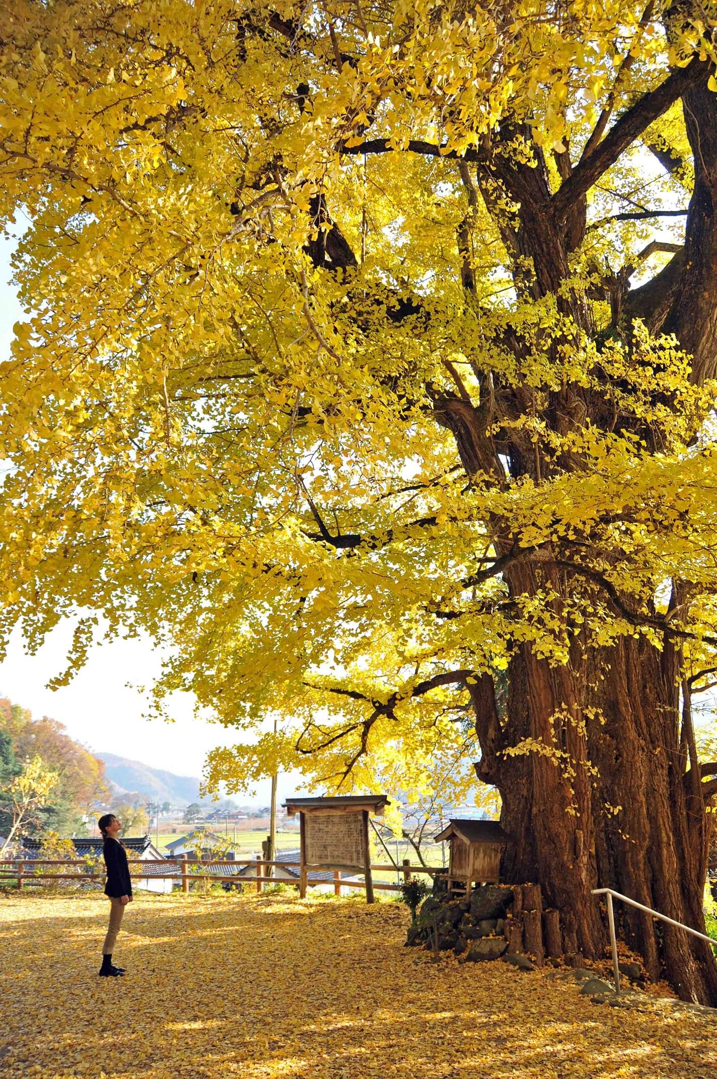 A large ginkgo tree in Nishimikado