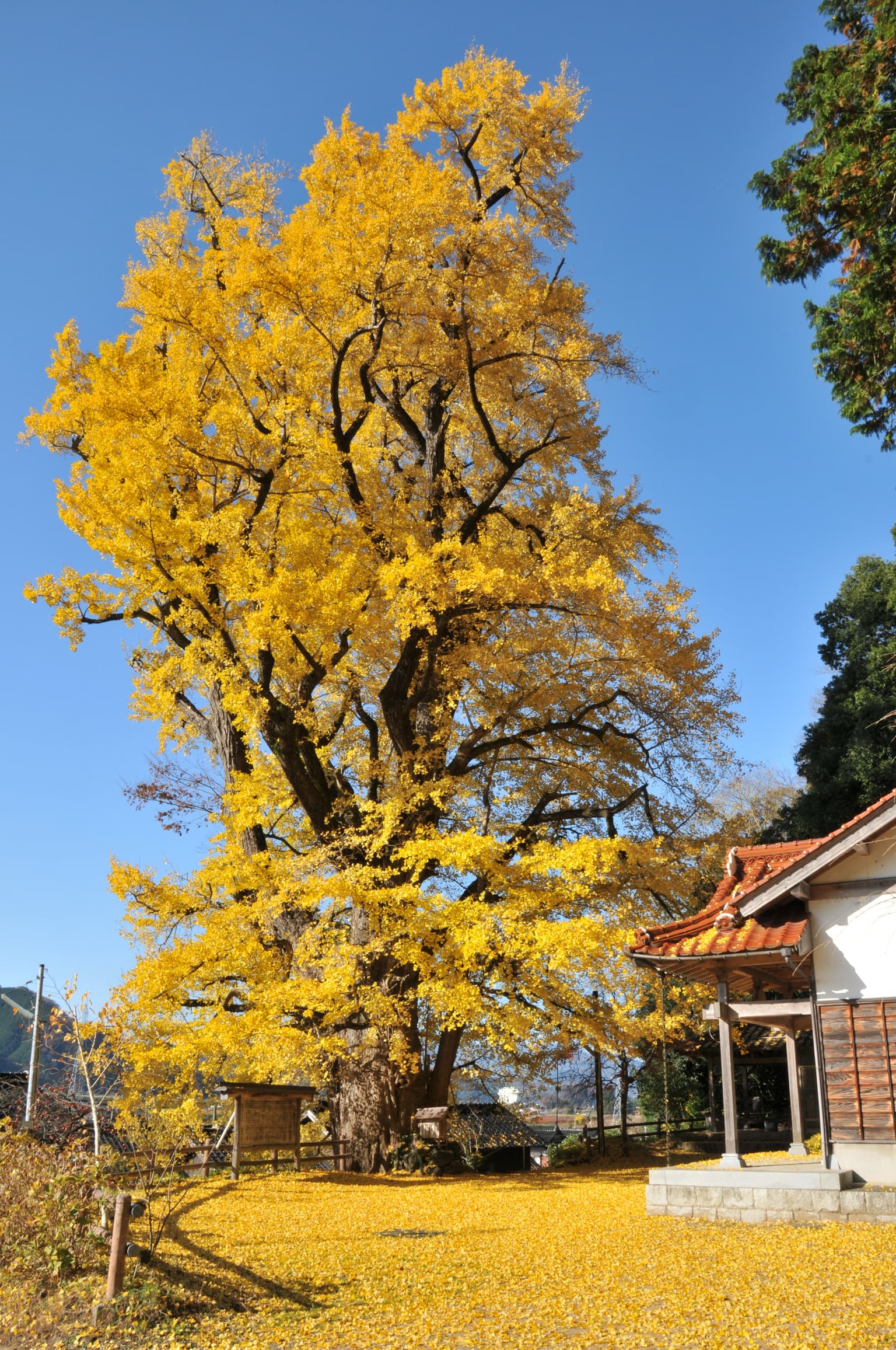 A large ginkgo tree in Nishimikado