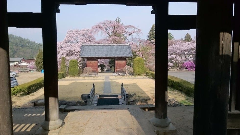 Weeping cherry tree at Kurasawa-ji Temple