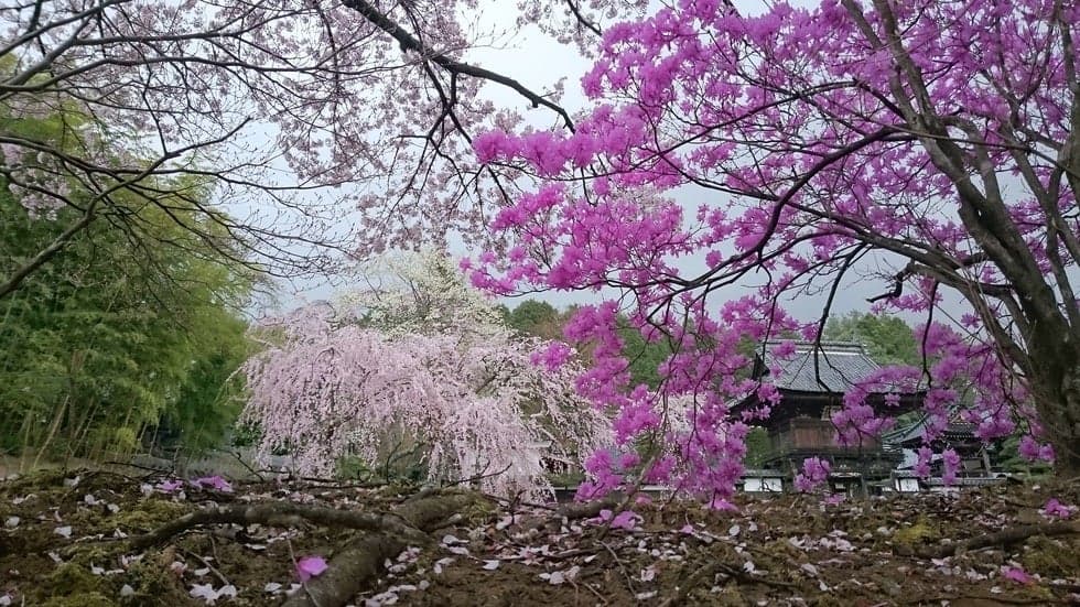 Cherry blossoms and azaleas at Kurasawa-ji Temple
