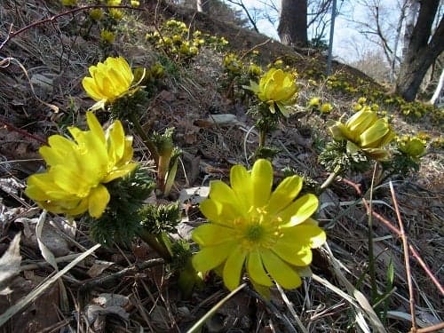 Fukujuso (between time: February to March) blooming on the banks of Lake Onuma