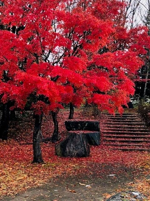 The autumn leaves are also beautiful in autumn!