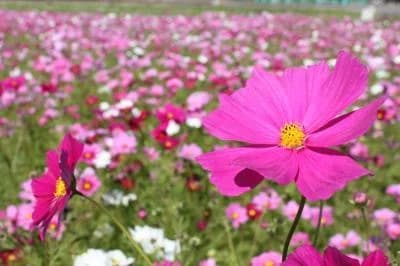Kirihata Cosmos
