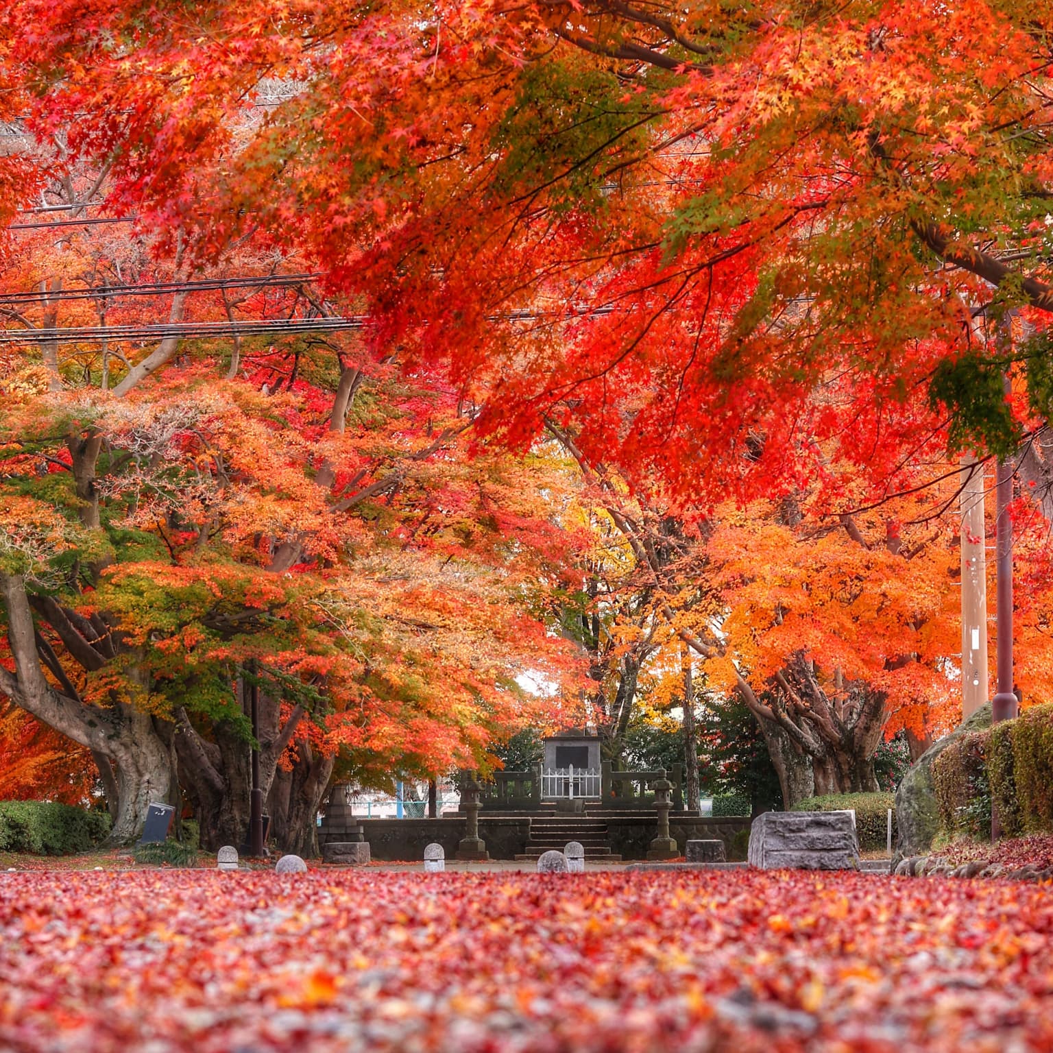 Autumn leaves on the approach to Oyama
