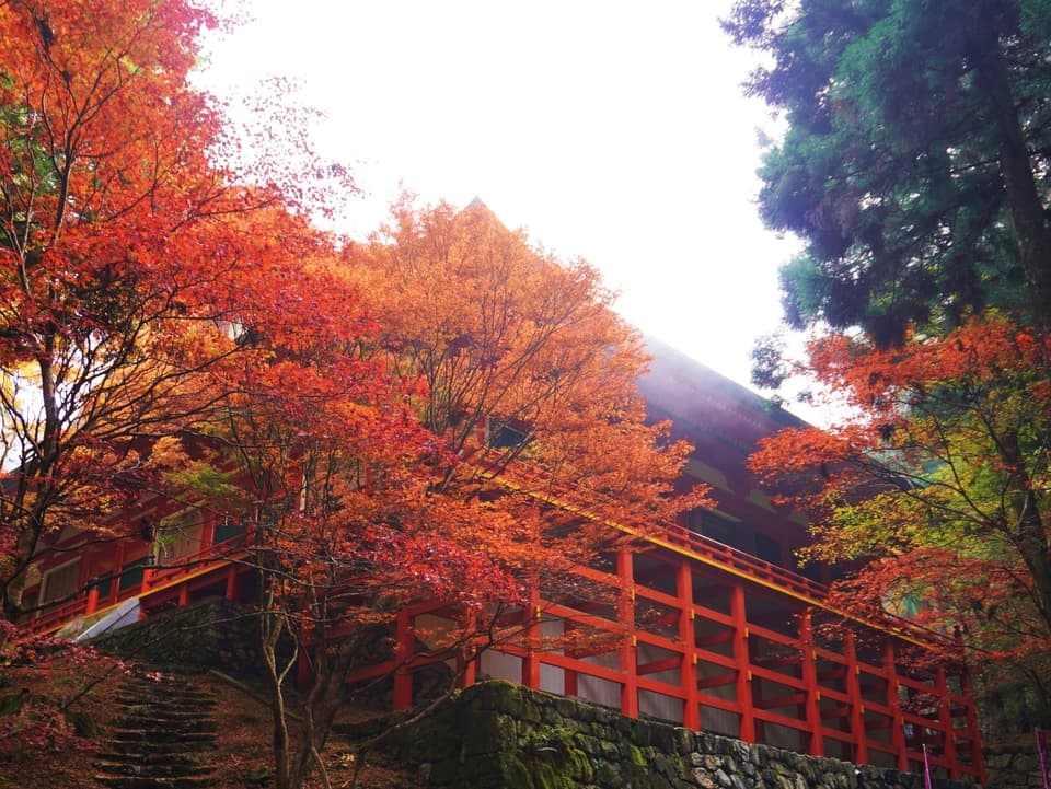 Autumn leaves of Enryaku-ji Temple, Mt. Hiei-zan