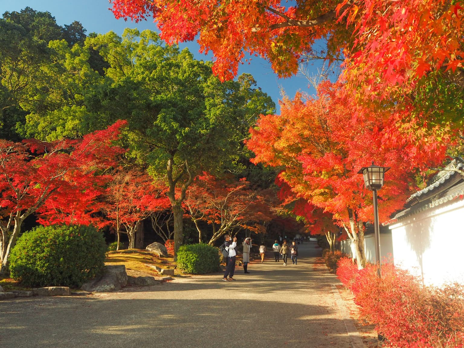 Autumn leaves in Momijidani Park