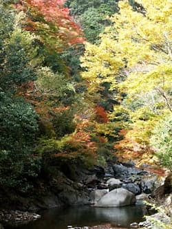 Autumn leaves of Kitani Gorge